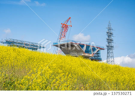ナノハナ咲く淀川の堤防下から見上げる新名神高速道路工事 大阪府高槻市 ナノハナ咲く淀川の堤防下から見上げる新名神高速道路工事 大阪府高槻市 137530271