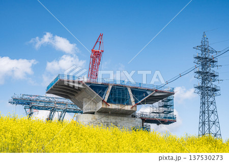 ナノハナ咲く淀川の堤防下から見上げる新名神高速道路工事　大阪府高槻市 137530273