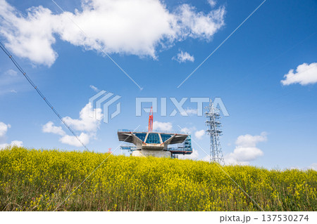 ナノハナ咲く淀川の堤防下から見上げる新名神高速道路工事　大阪府高槻市 137530274