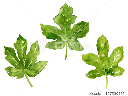 いちじくの葉　手描き水彩イラスト 137530335