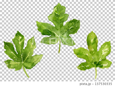 いちじくの葉　手描き水彩イラスト 137530335