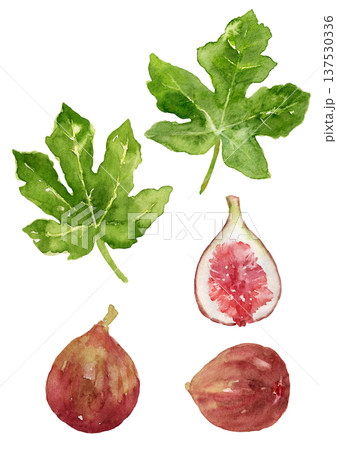 いちじくの実と葉っぱのセット 手描き水彩イラスト いちじくの実と葉っぱのセット 手描き水彩イラスト 137530336