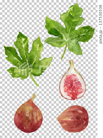 いちじくの実と葉っぱのセット 手描き水彩イラスト いちじくの実と葉っぱのセット 手描き水彩イラスト 137530336