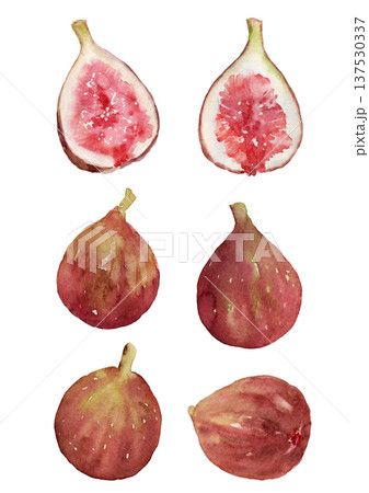 複数のいちじくの実のセット　手描き水彩イラスト 137530337