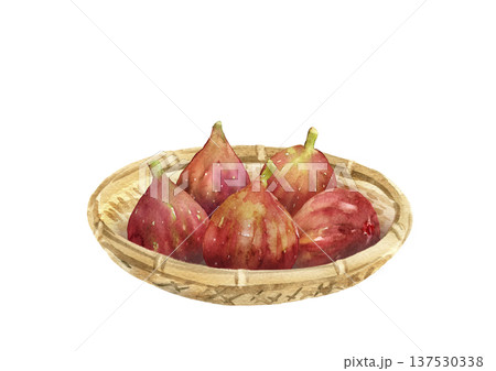 ザルに盛られた複数のいちじくの実　手描き水彩イラスト 137530338