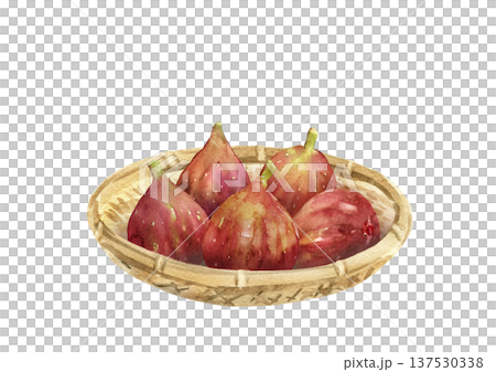 ザルに盛られた複数のいちじくの実　手描き水彩イラスト 137530338