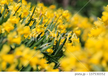 北海道洞爺湖町、春を告げる白いスイセン【5月】 北海道洞爺湖町、春を告げる白いスイセン【5月】 137530352
