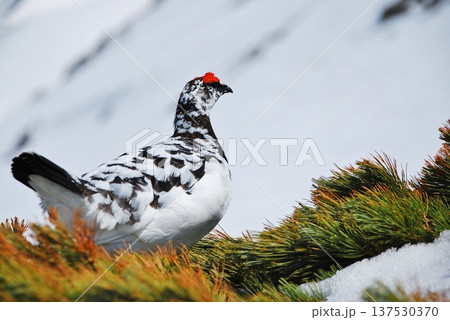 山岳地帯に住む鳥 ライチョウ(Rock ptarmigan) 山岳地帯に住む鳥 ライチョウ(Rock ptarmigan) 137530370
