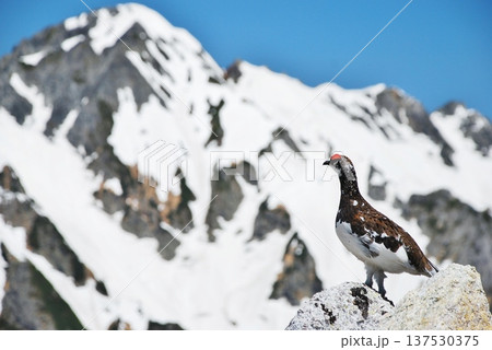 山岳地帯に住む鳥　ライチョウ（Rock ptarmigan） 137530375
