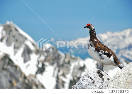 山岳地帯に住む鳥　ライチョウ（Rock ptarmigan） 137530376