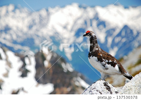 山岳地帯に住む鳥 ライチョウ(Rock ptarmigan) 山岳地帯に住む鳥 ライチョウ(Rock ptarmigan) 137530378