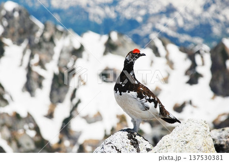 山岳地帯に住む鳥　ライチョウ（Rock ptarmigan） 137530381