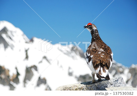 山岳地帯に住む鳥　ライチョウ（Rock ptarmigan） 137530382