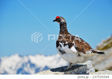 山岳地帯に住む鳥　ライチョウ（Rock ptarmigan） 137530384