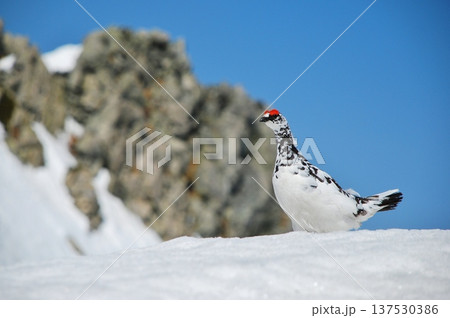山岳地帯に住む鳥 ライチョウ(Rock ptarmigan) 山岳地帯に住む鳥 ライチョウ(Rock ptarmigan) 137530386