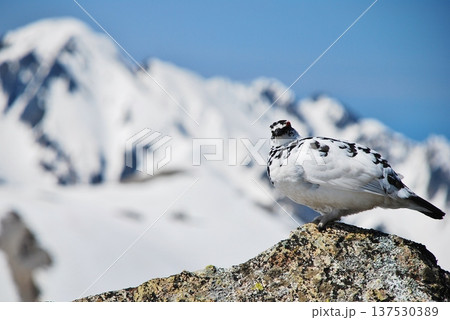 山岳地帯に住む鳥 ライチョウ(Rock ptarmigan) 山岳地帯に住む鳥 ライチョウ(Rock ptarmigan) 137530389