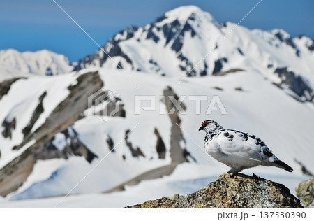 山岳地帯に住む鳥 ライチョウ(Rock ptarmigan) 山岳地帯に住む鳥 ライチョウ(Rock ptarmigan) 137530390