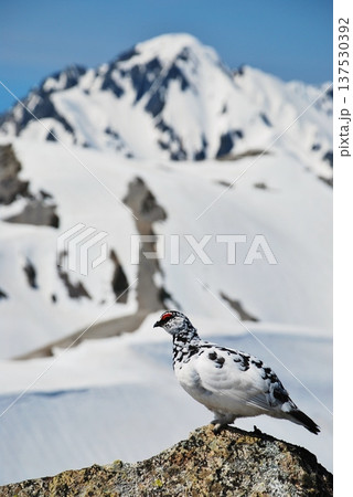 山岳地帯に住む鳥　ライチョウ（Rock ptarmigan） 137530392
