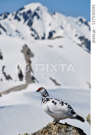 山岳地帯に住む鳥 ライチョウ(Rock ptarmigan) 山岳地帯に住む鳥 ライチョウ(Rock ptarmigan) 137530393
