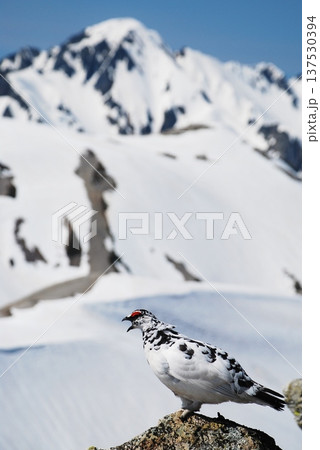 山岳地帯に住む鳥 ライチョウ(Rock ptarmigan) 山岳地帯に住む鳥 ライチョウ(Rock ptarmigan) 137530394