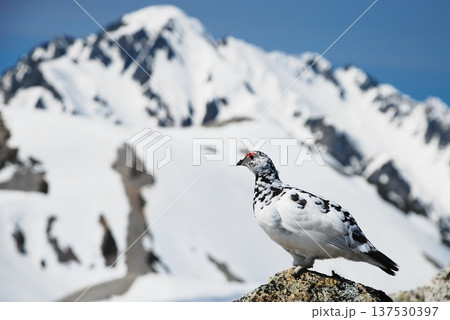 山岳地帯に住む鳥　ライチョウ（Rock ptarmigan） 137530397