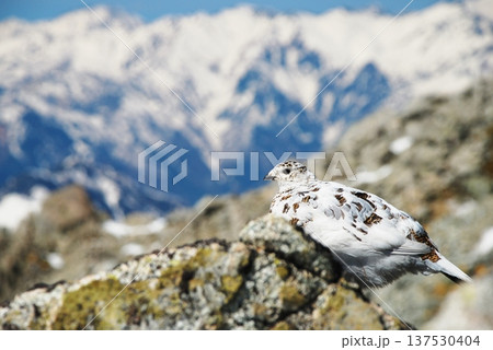 山岳地帯に住む鳥 ライチョウ(Rock ptarmigan) 山岳地帯に住む鳥 ライチョウ(Rock ptarmigan) 137530404