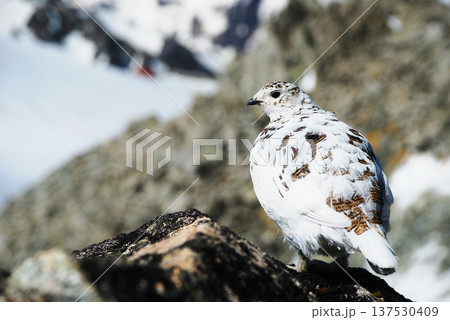 山岳地帯に住む鳥 ライチョウ(Rock ptarmigan) 山岳地帯に住む鳥 ライチョウ(Rock ptarmigan) 137530409