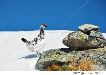 山岳地帯に住む鳥 ライチョウ(Rock ptarmigan) 山岳地帯に住む鳥 ライチョウ(Rock ptarmigan) 137530413