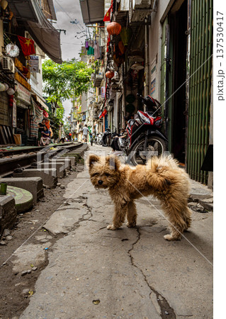 A dog in Train Street Hanoi, Vietnam A dog in Train Street Hanoi, Vietnam 137530417