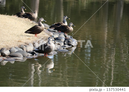長閑な初春の公園　カモとカメ 137530441