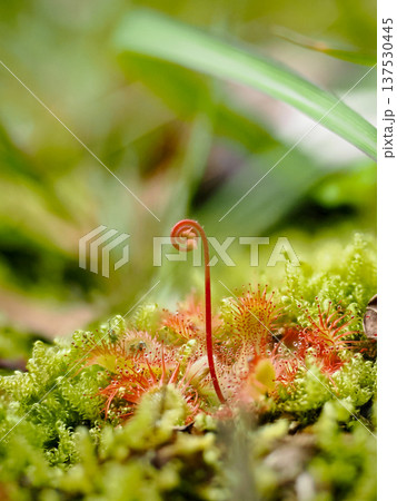 モウセンゴケ｜苔の上に広がる食虫植物 137530445