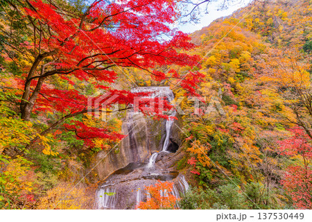 (茨城県)紅葉最盛期の袋田の滝 (茨城県)紅葉最盛期の袋田の滝 137530449