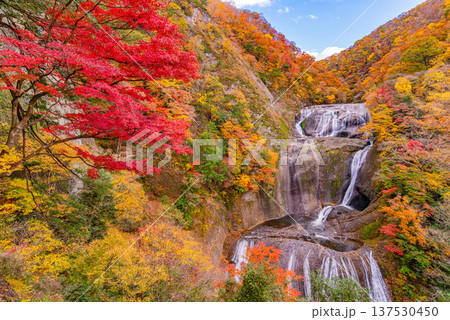 (茨城県)紅葉最盛期の袋田の滝 (茨城県)紅葉最盛期の袋田の滝 137530450