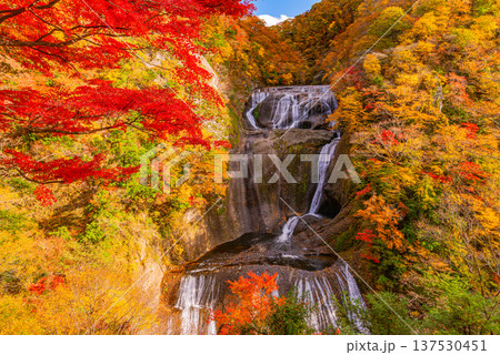 （茨城県）紅葉最盛期の袋田の滝の写真素材 [137530451] - PIXTA