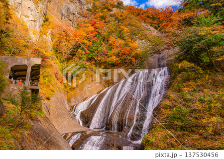 （茨城県）紅葉最盛期の袋田の滝 137530456