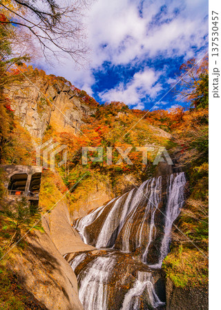 （茨城県）紅葉最盛期の袋田の滝 137530457