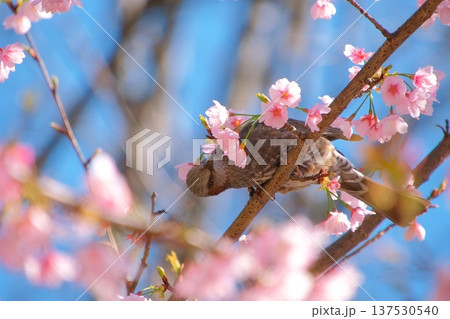 桜の蜜を吸うヒヨドリ 桜の蜜を吸うヒヨドリ 137530540