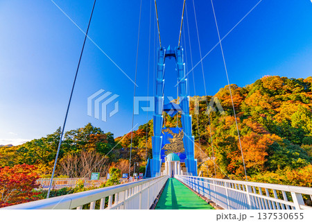 （茨城県）竜神大吊橋　紅葉 137530655