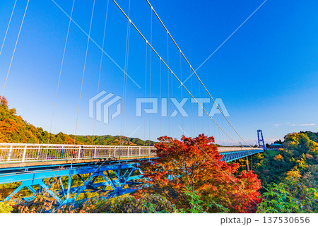 （茨城県）竜神大吊橋　紅葉 137530656