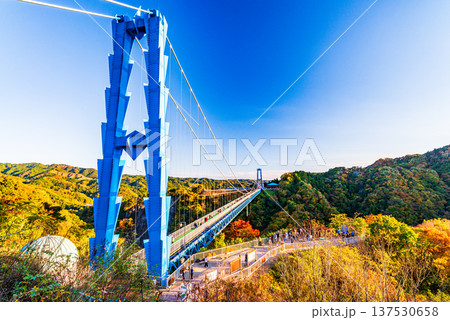 （茨城県）竜神大吊橋　紅葉 137530658