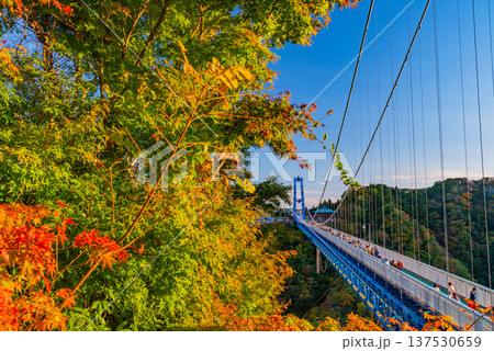 (茨城県)竜神大吊橋 紅葉 (茨城県)竜神大吊橋 紅葉 137530659