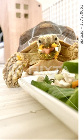 顔にごはんをつけまくるケヅメリクガメ 顔にごはんをつけまくるケヅメリクガメ 137530661