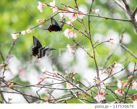 桜の花に集まるカラスアゲハの仲間(奄美) 桜の花に集まるカラスアゲハの仲間(奄美) 137530679