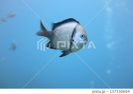 魚 魚類 サカナ 137530684