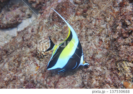 熱帯魚 トロピカルフィッシュ シュノーケリング 137530688