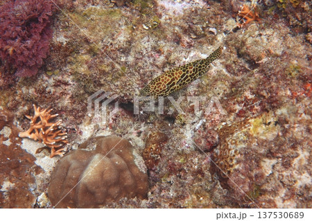 のどぐろ ロックフィッシュ キチジ 137530689