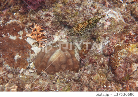 のどぐろ ロックフィッシュ キチジ 137530690