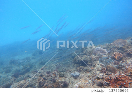 秋刀魚 魚群 魚の群れ 137530695