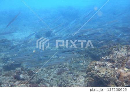 秋刀魚 魚群 魚の群れ 137530696