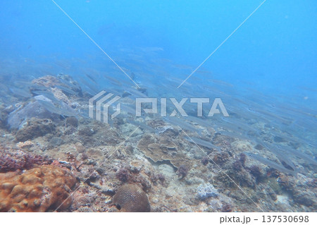 秋刀魚 魚群 魚の群れ 137530698